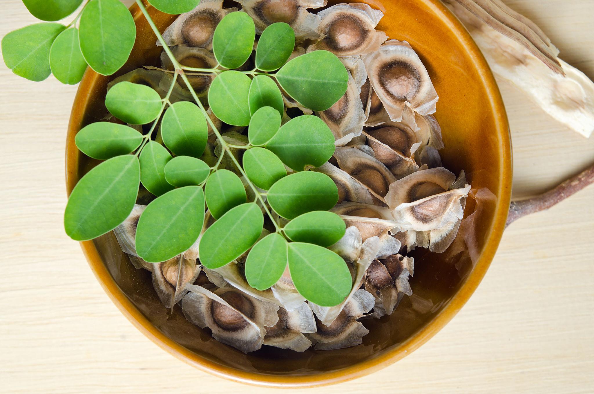 moringa seeds